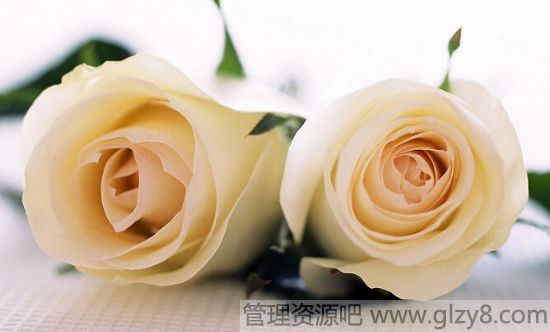 教师节送什么花好