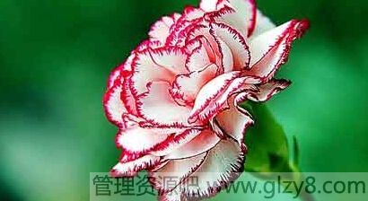 教师节送什么花比较好