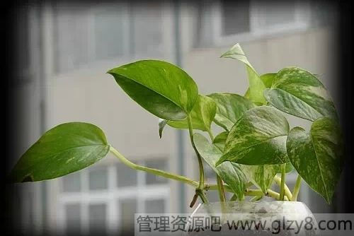 史上最全吸毒植物，选一盆搬回家吧