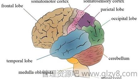 智能手机改变大脑形状功能