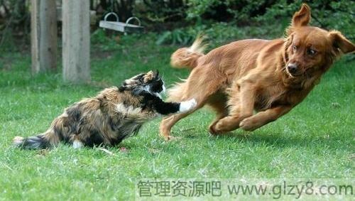 猫和狗为什么天生不和