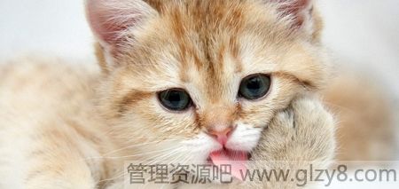 好听的猫咪名字100个