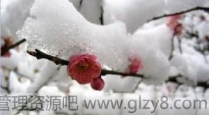 大雪节气的专题