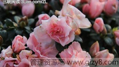 中国十大名花：繁花似锦