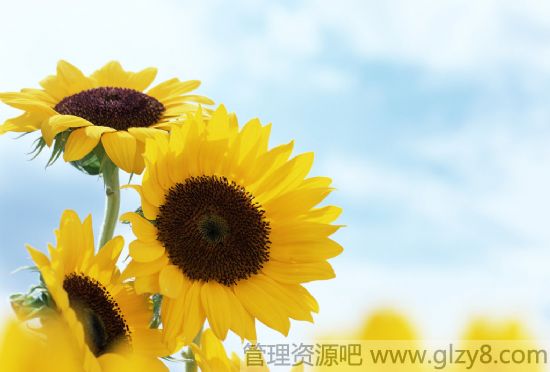 4月开什么花