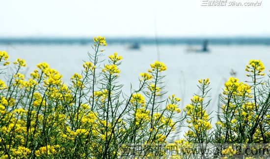 阳澄湖大闸蟹产地介绍