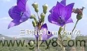 Ű