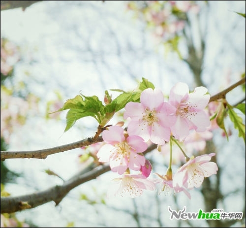 跟着好照片学后期 调出日系淡雅花卉