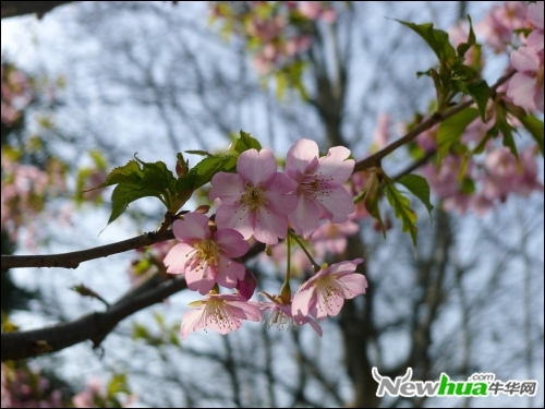 跟着好照片学后期 调出日系淡雅花卉