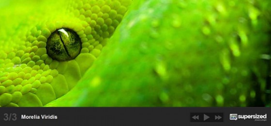 ǳ10jQuery õƬ