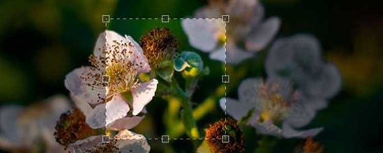 Թ14ͼƬŴ༭jQuery