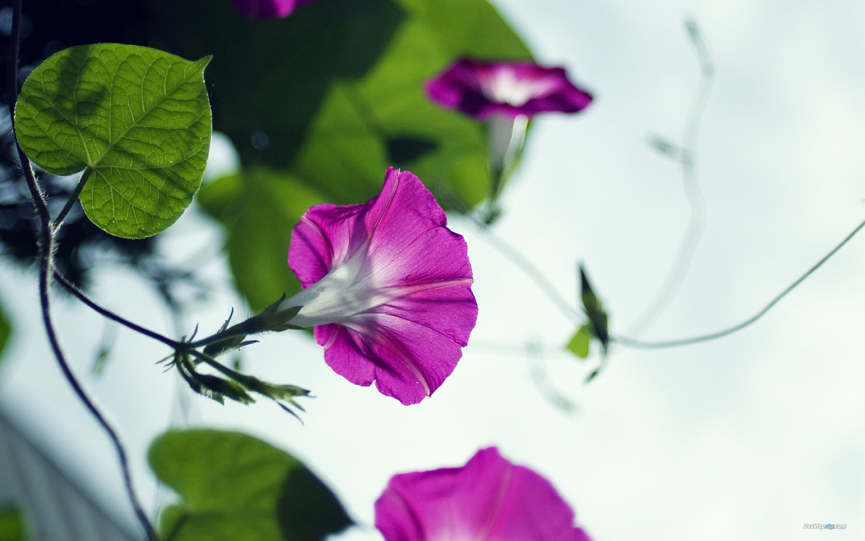 牵牛花特写高清幻灯片背景