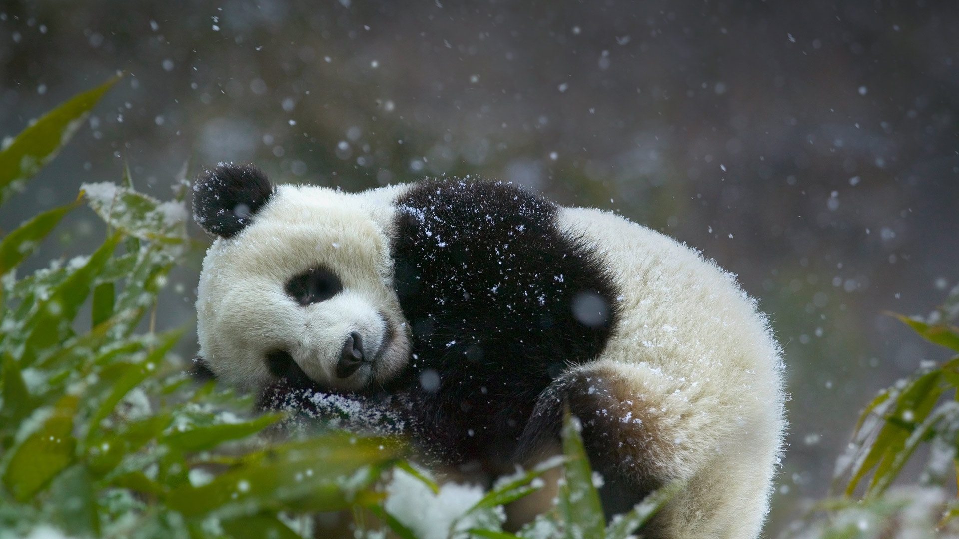 雪地里的熊猫图片素材