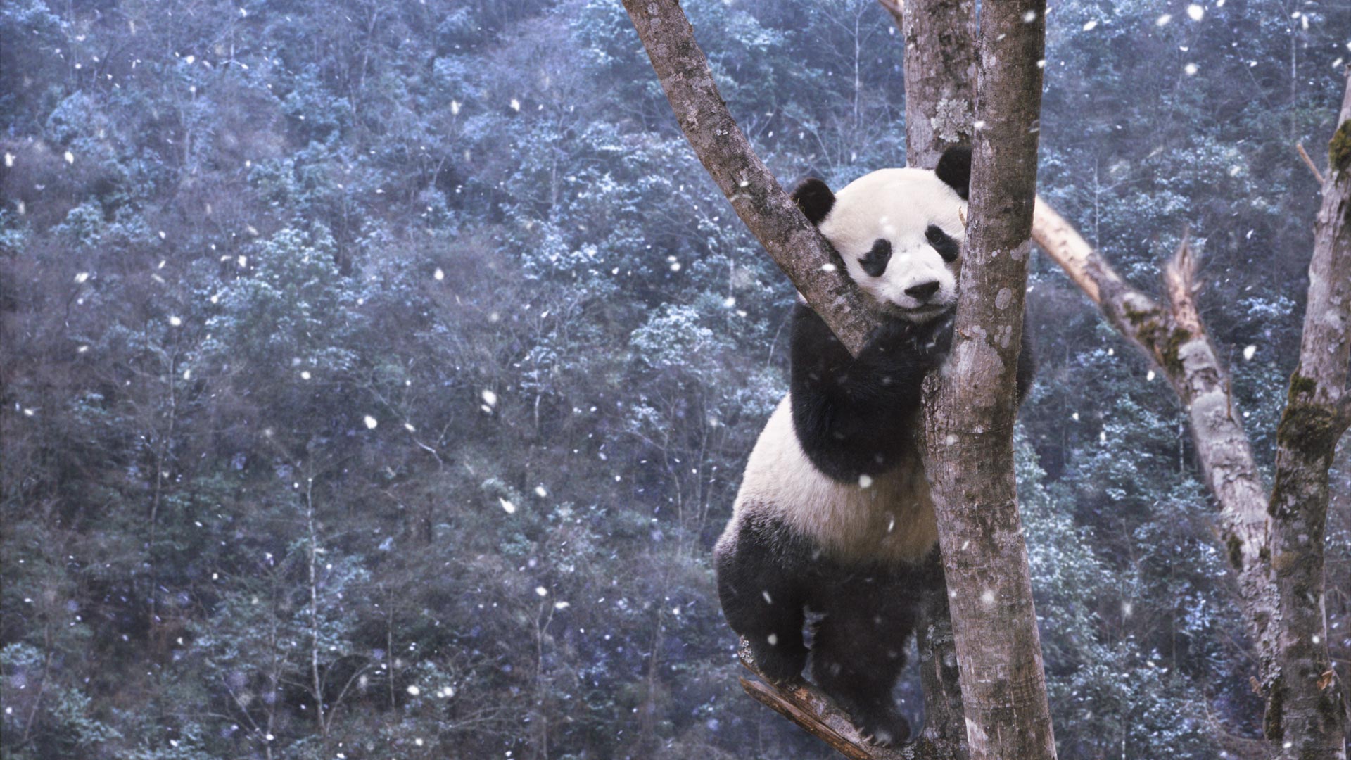 雪天里的熊猫图片素材