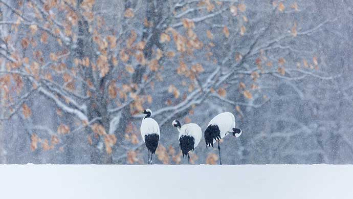 雪地里的丹顶鹤图片素材