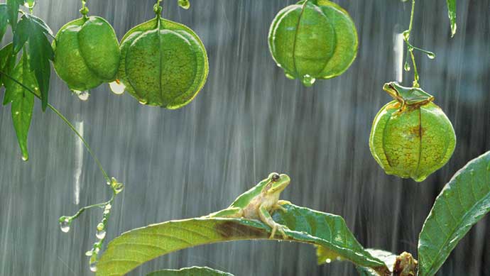 雨中的树蛙图片素材