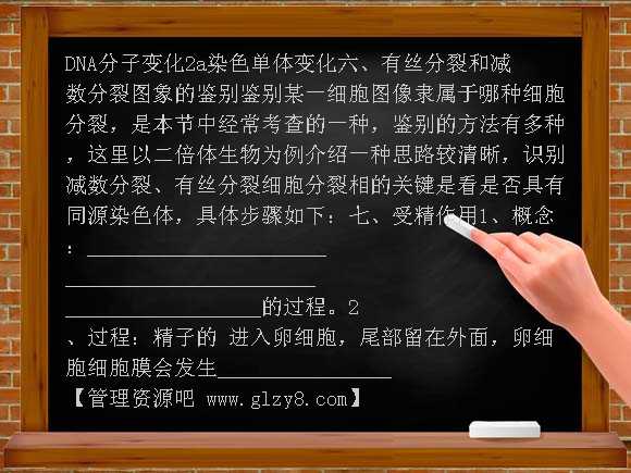 高中减数分裂和受精作用复习学案教案