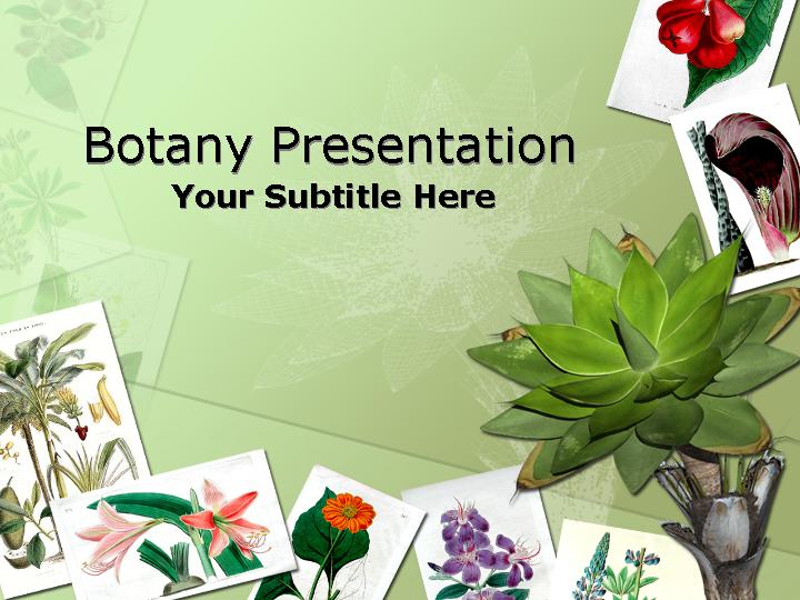 botany ppt模板