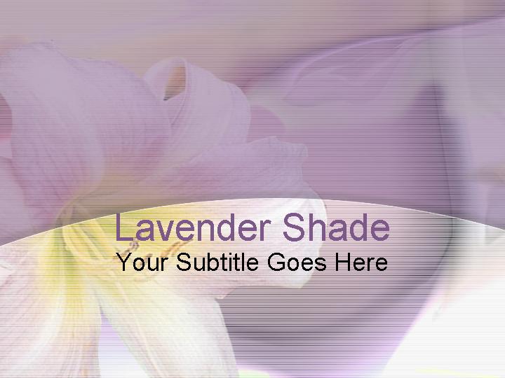 lavender shade ppt模板