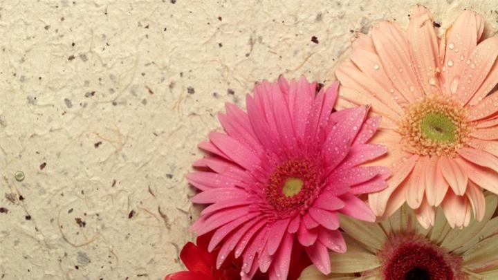 宽屏鲜花PPT模板