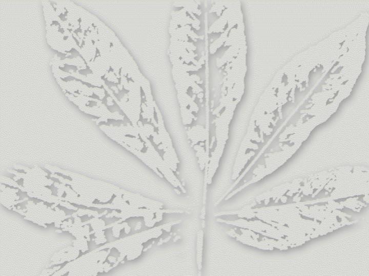 枯叶ppt背景模板下载