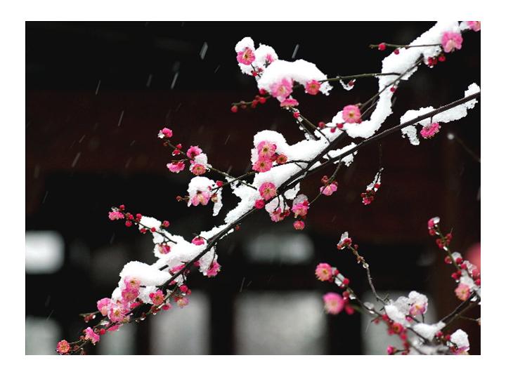 梅花盛开PPT模板下载