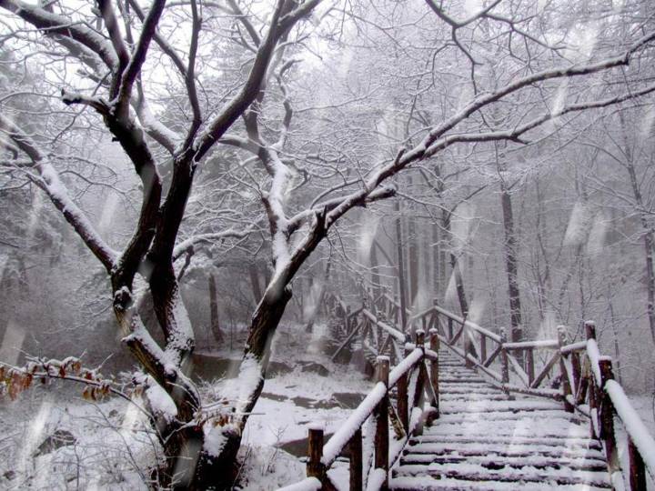 雪花飘落唯美风景PPT模板