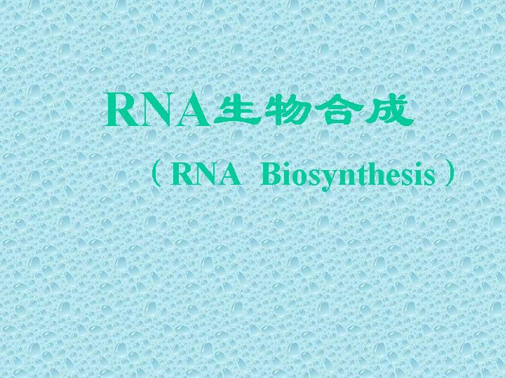 RNA生物合成PPT