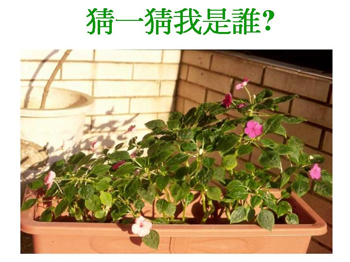 植物会聚PPT