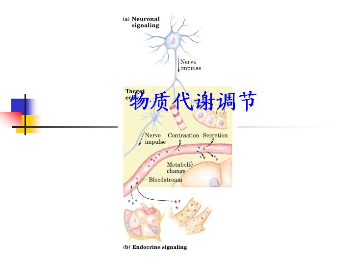 物质代谢调节PPT