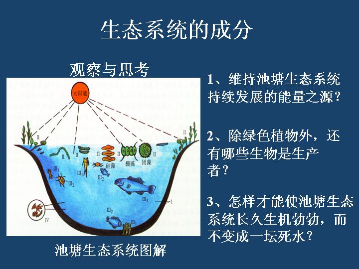 生态系统的成分PPT