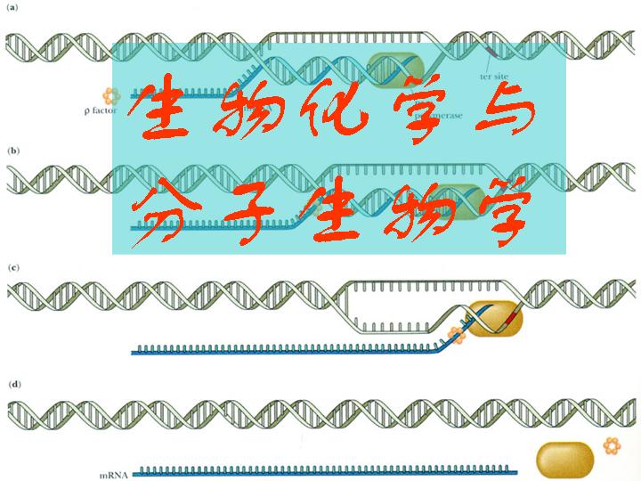 生物化学与分子生物学PPT