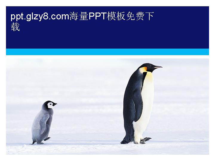 南极企鹅PPT模板