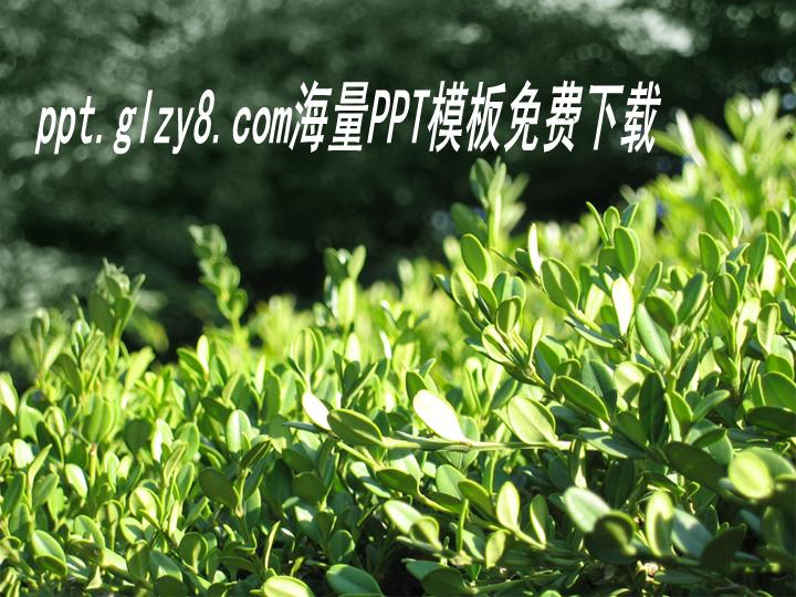 春天绿茶茶叶PPT模板