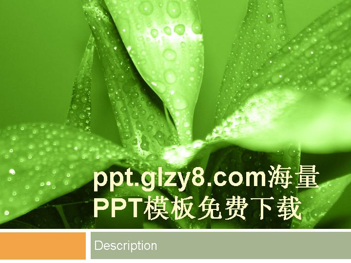 绿叶上的露水PPT模板