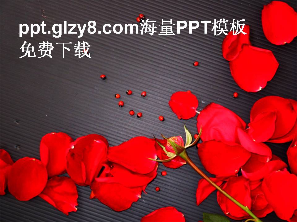 红玫瑰花瓣漂亮PPT模板下载