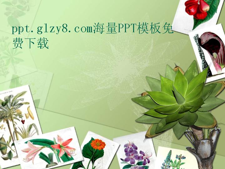 植物相册PPT模板下载