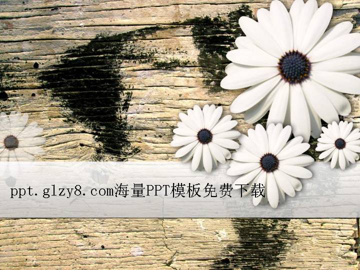 菊花木板背景PPT模板下载