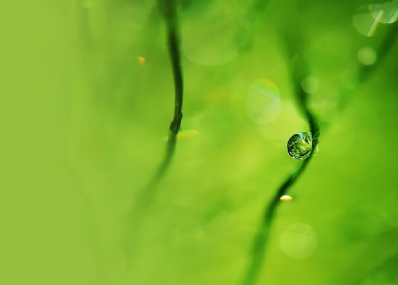 晶莹水珠绿色背景PPT图片