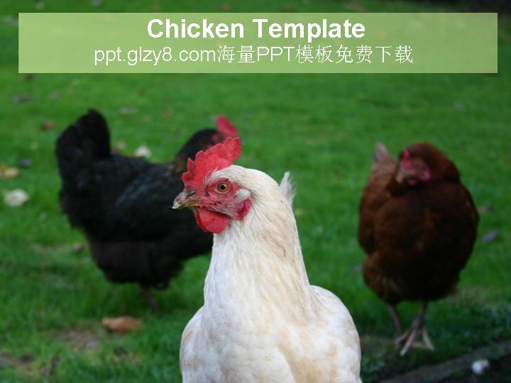 鸡养殖PPT模板