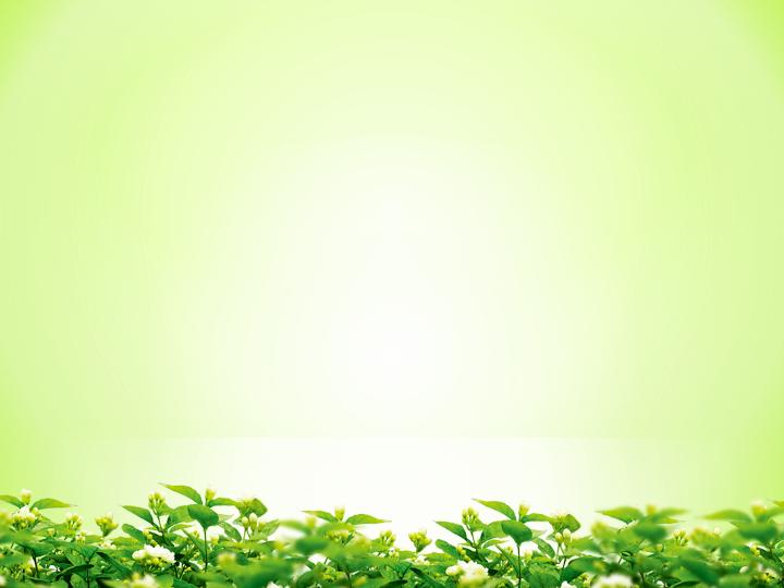 茉莉清香背景PPT模板
