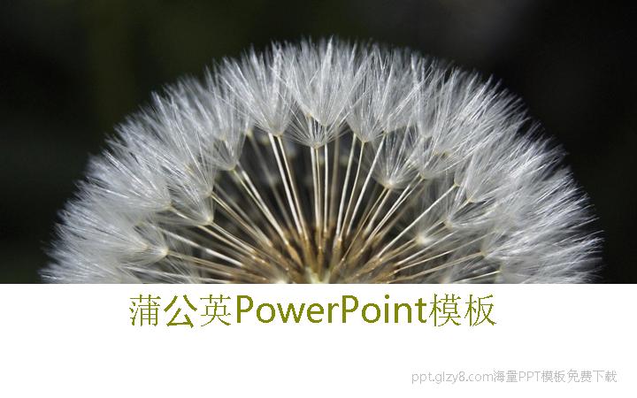 蒲公英PowerPoint模板