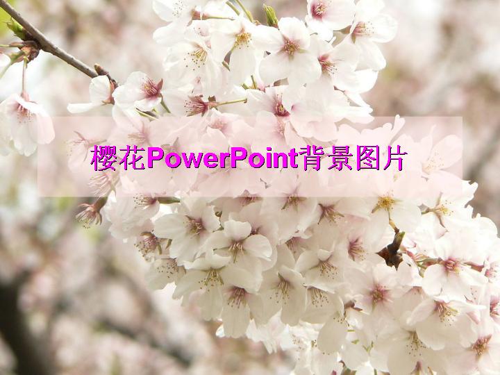 樱花PowerPoint背景图片