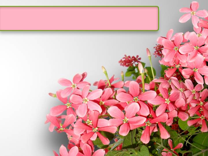 粉色漂亮花朵背景PPT模板