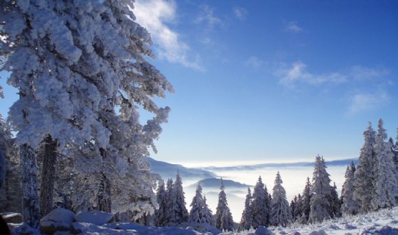 挂满雪的树PPT背景图片