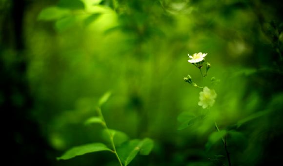 绿色植物护眼花朵清新PPT背景图片