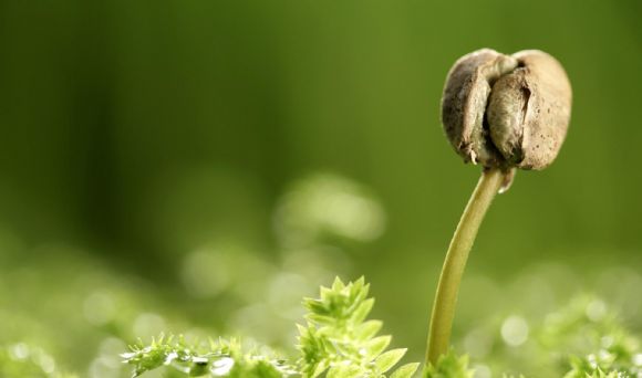 植物嫩芽高清PPT背景图片