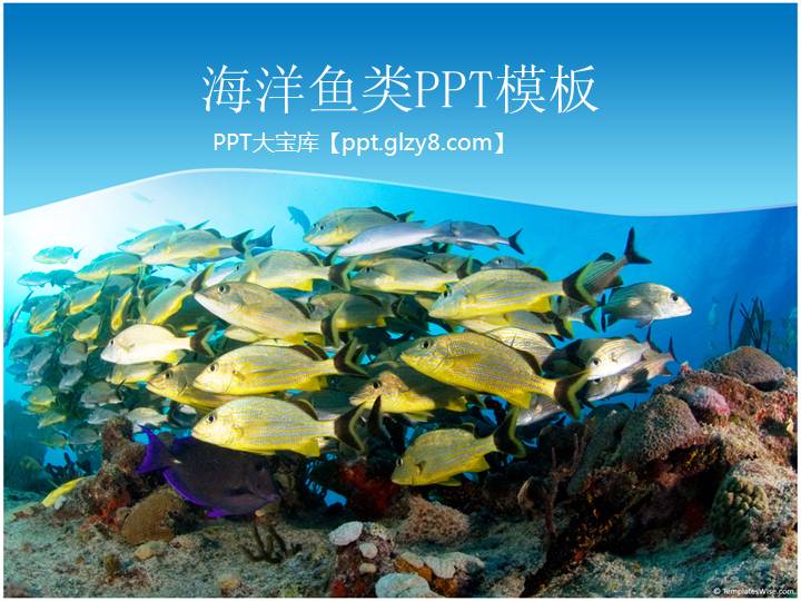 海洋鱼类PPT模板