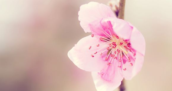 花蕊花朵特效朦胧模煳高清PPT背景图片