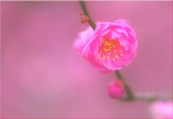 粉红色桃花树叶花朵PPT背景图片